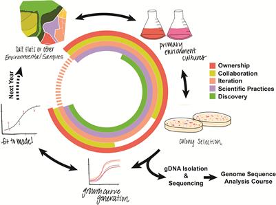 Combining Microbial Culturing With Mathematical Modeling in an Introductory Course-Based Undergraduate Research Experience